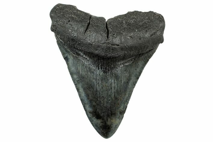 Fossil Megalodon Tooth - South Carolina #325745